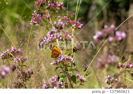 Small copper butterfly resting on pink oregano flowers 137960621