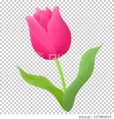 春季鬱金香 137960629