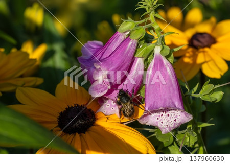 Bumblebee pollinating foxglove flower in a summer garden 137960630