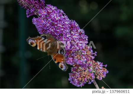 Peacock butterfly resting on purple butterfly bush flower Peacock butterfly resting on purple butterfly bush flower 137960651