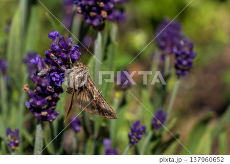 Moth pollinating purple lavender flowers in garden Moth pollinating purple lavender flowers in garden 137960652