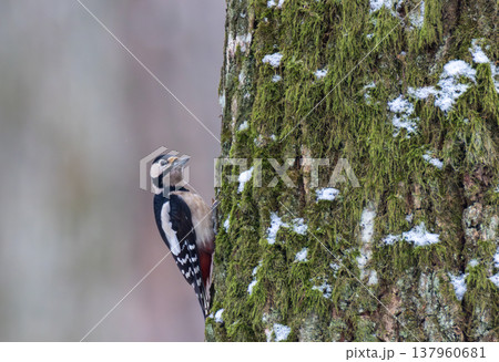 Great spotted woodpecker climbing mossy tree trunk in winter 137960681