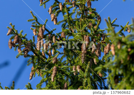 Spruce tree branches growing pine cones against blue sky 137960682