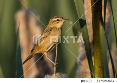 Sedge warbler perching on a blooming cattail plant Sedge warbler perching on a blooming cattail plant 137960683