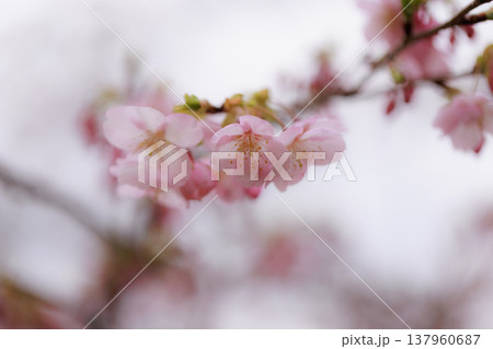 桜 00042 桜 00042 137960687