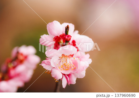 桜 00045 桜 00045 137960690