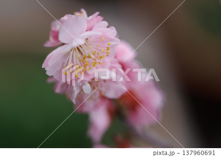 桜 00046 桜 00046 137960691
