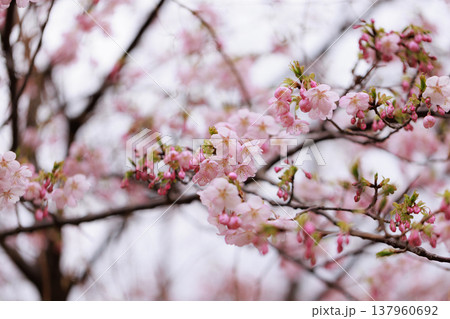 桜 00047 桜 00047 137960692