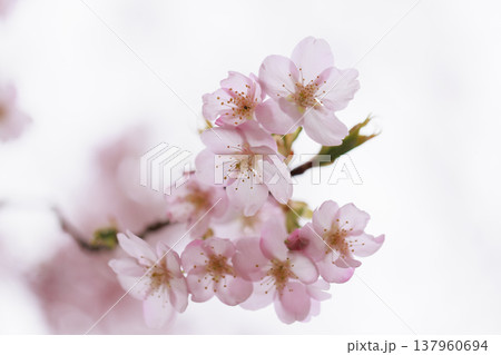 桜 00049 桜 00049 137960694