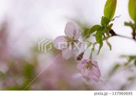 桜 00050 桜 00050 137960695