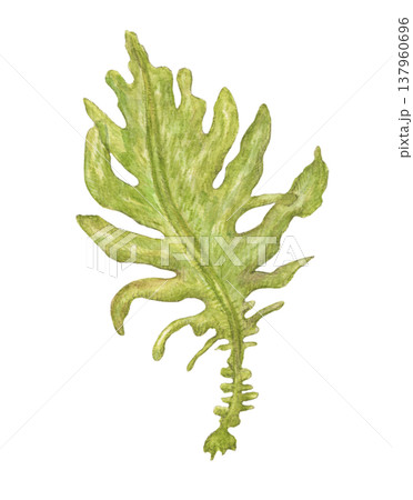 揺れるワカメ　海藻　水彩色鉛筆アナログイラスト 137960696