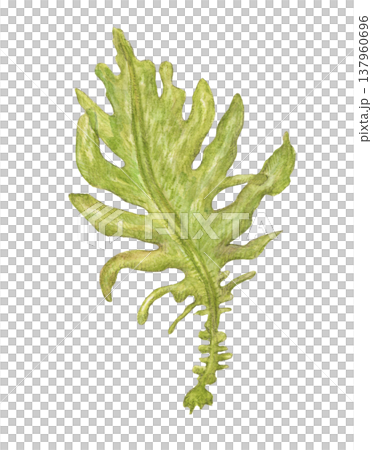 揺れるワカメ　海藻　水彩色鉛筆アナログイラスト 137960696