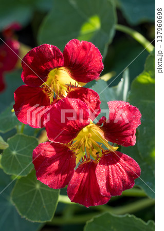 Red nasturtium flowers blooming in a summer garden Red nasturtium flowers blooming in a summer garden 137960698
