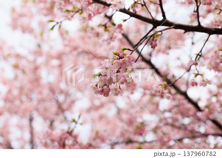 桜　00051 137960782