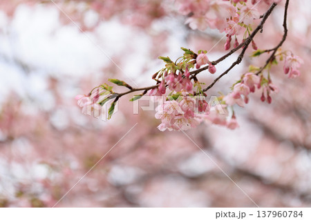 桜　00053 137960784