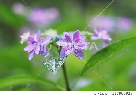 雨に濡れた紫陽花 137960923