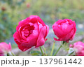 赤いバラ 137961442
