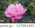 ピンク色の薔薇が咲いています 137961445