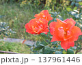 赤い薔薇 137961446