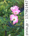 秋のバラ園に咲くピンクの薔薇 137961447