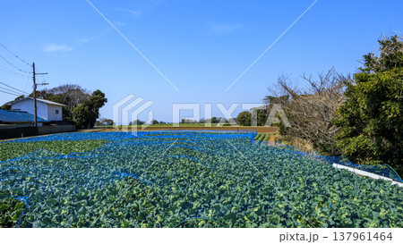 三浦半島の三浦市のキャベツ・大根畑 三浦半島の三浦市のキャベツ・大根畑 137961464