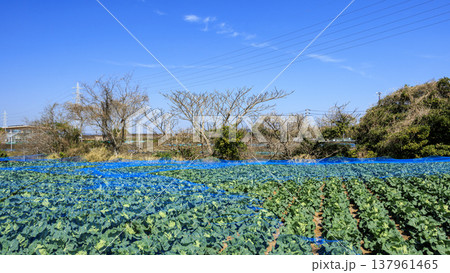 三浦半島の三浦市のキャベツ・大根畑 三浦半島の三浦市のキャベツ・大根畑 137961465