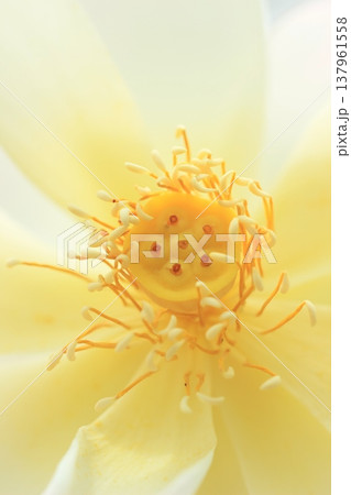 白い蓮の花、花の中心 夏風景 白い蓮の花、花の中心 夏風景 137961558