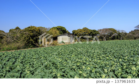 三浦の畑のある風景 137961635
