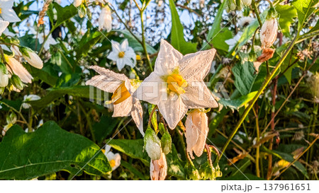 朝霧をまとったワルナスビの白い花 朝霧をまとったワルナスビの白い花 137961651