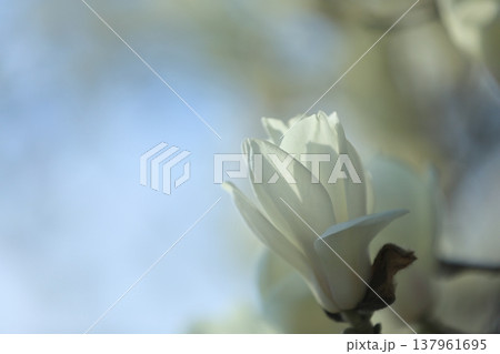 ハクモクレン 137961695