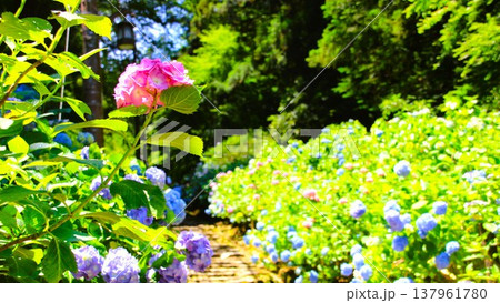 紫陽花の咲く散歩道 紫陽花の咲く散歩道 137961780