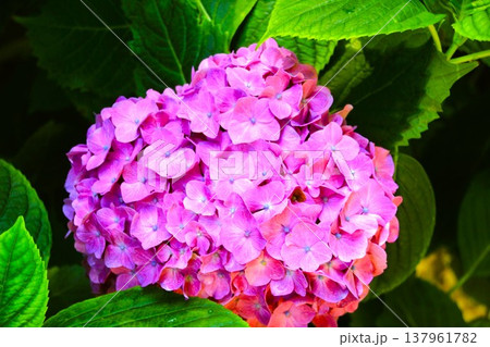ピンクの紫陽花 ピンクの紫陽花 137961782