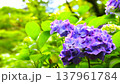紫色のあじさい 137961784