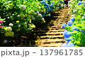 紫陽花と階段 137961785