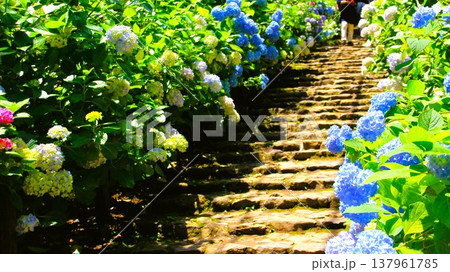 紫陽花と階段 紫陽花と階段 137961785