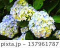 薄い青色の紫陽花 137961787