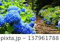 青い紫陽花 137961788