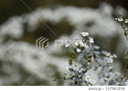 ユキヤナギの花 ユキヤナギの花 137961834
