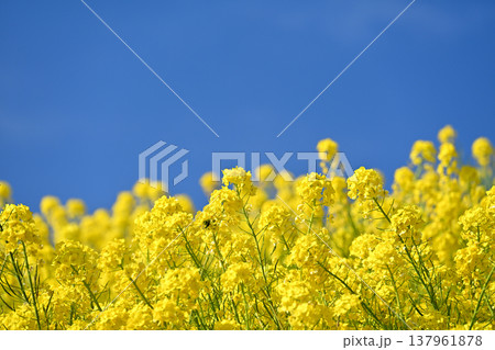 菜の花畑 137961878