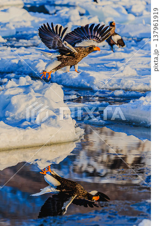 流氷の海を舞うオオワシ 北海道羅臼の野生動物 137961919