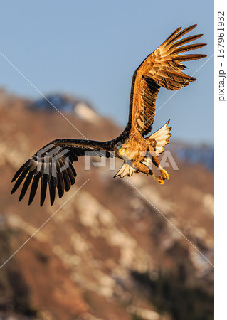 知床羅臼で捉えた夕陽に染まるオジロワシのダイナミックな滑空 知床羅臼で捉えた夕陽に染まるオジロワシのダイナミックな滑空 137961932