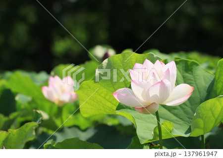 夏に咲く、蓮の花とつぼみ 夏風景 夏に咲く、蓮の花とつぼみ 夏風景 137961947