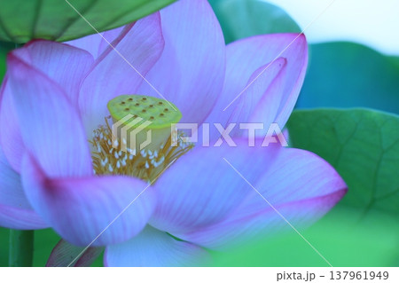 早朝の蓮の花のある風景　夏風景 137961949