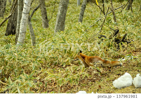 キツネ 137961981