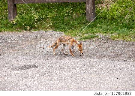 キツネ キツネ 137961982