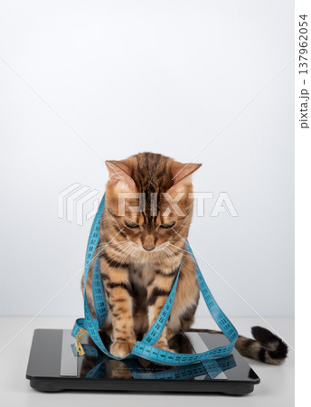 Bengal cat on scale with measuring tape Bengal cat on scale with measuring tape 137962054