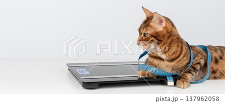 Bengal cat lying on digital scale with measuring tape 137962058
