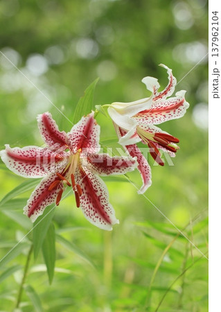 夏の里山に咲くベニスジヤマユリ　夏風景 137962104