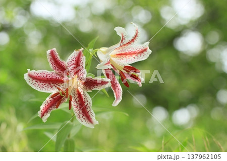 夏の里山に咲くベニスジヤマユリ　夏風景 137962105