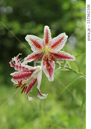 里山に咲くベニスジヤマユリ　夏風景 137962106